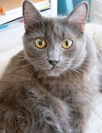 Gray cat looking at camera