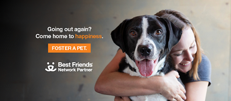 Facebook cover photo dog