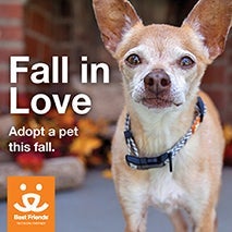 Fall in Love