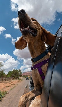 Brown and white speckled dog hanging out car window with nose up
