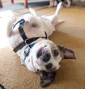 Dog lying upside down