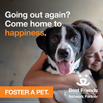 Foster Dog Instagram 