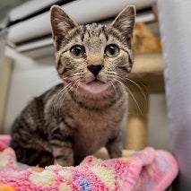 Tabby cat on pink blanket