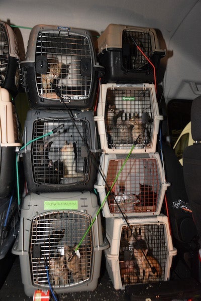 cats are in kennels ready to be transported during a disaster response operation