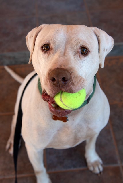 A big white dog stares at the camera with a tennis ball in his mouth
