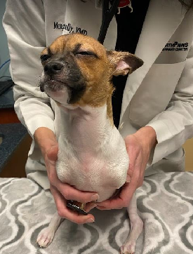 Brown and white dogs missing front legs