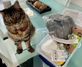 Brown tabby cat sitting next to kitten kit
