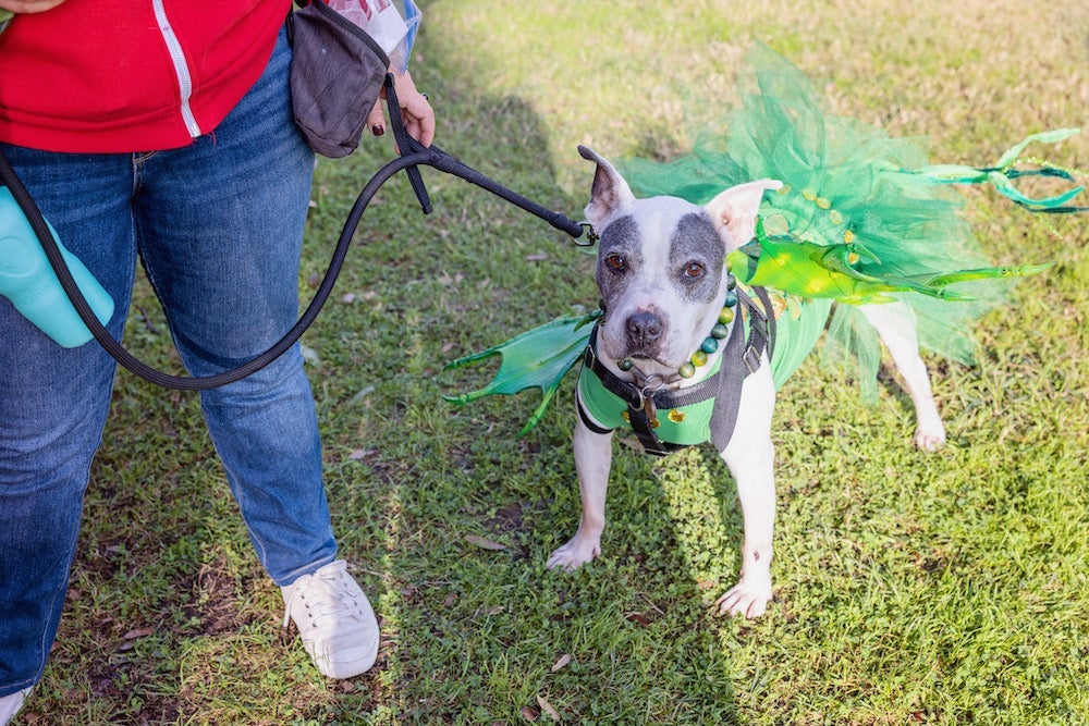 Person holding a dog in a tutu on leash