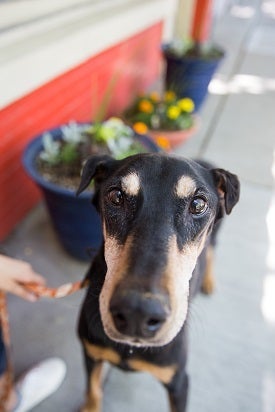 Brown and black dog