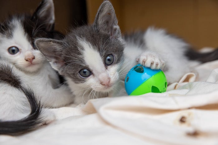 Two kittens looking into the camera