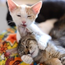 Cat grooming another cat