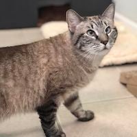 a gray tabby cat