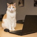 Orange and white cat sitting in front of black laptop