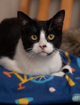 Black and white cat lying on blue multi-colored blanket