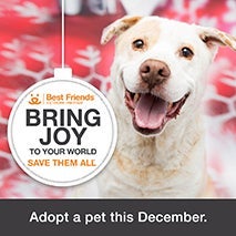 Network partner Bring Joy holiday adoption promotion