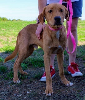 Brown puppy on pink leash