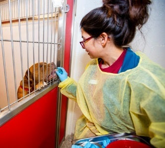 Shelter worker in medical gown feeding brown dog treats
