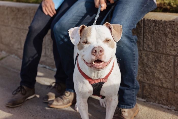 A white pit bull terrier type dog on a leash