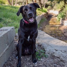 Black dog standing on rock
