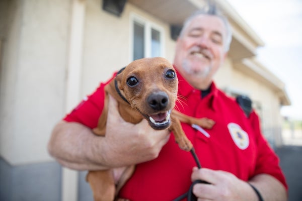 an animal control officer holding a brown dog