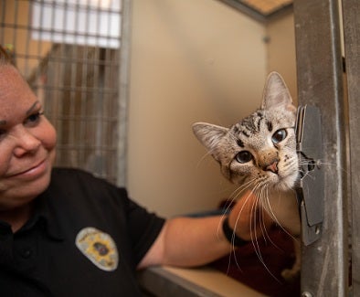 ACO petting gray tabby cat