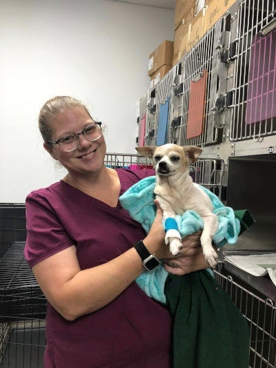 vet clinic staff member cares for post-op-pet