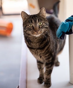 Brown and gray tabby cat standing in front of cat bed 
