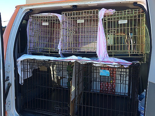 2 dogs for bottom kennels, with 3 cats on top