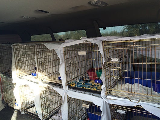 Build two walls of 12 crates each, making sure to cover each kennel for privacy, yet allowing for sufficient air flow. Secure with bungee cords.