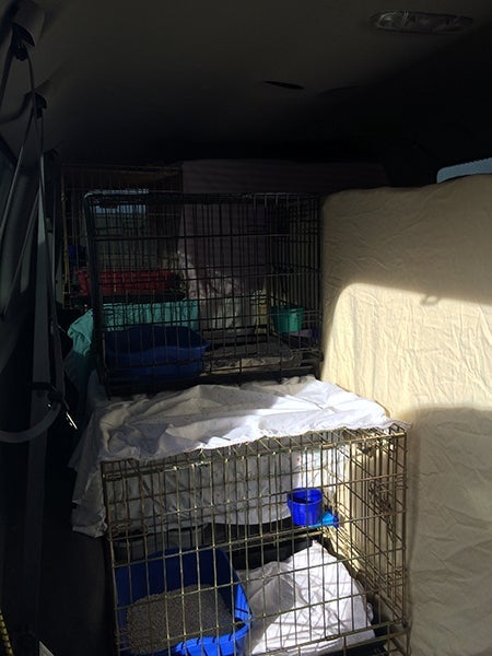 Provide newspaper, litter box, food/water bowls, and sheet in each kennel