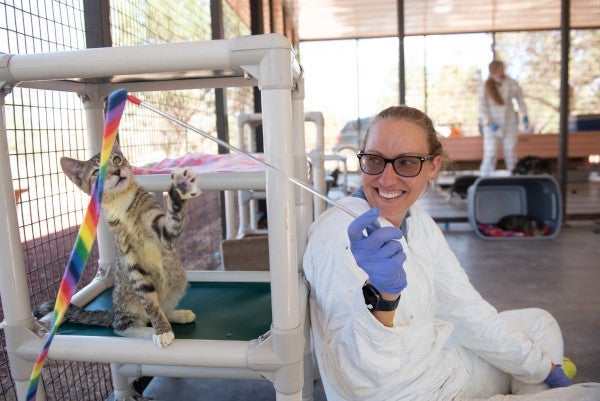 an animal caregiver plays with a kitten