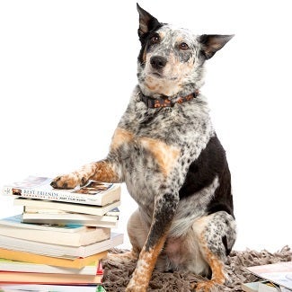 Black and white cattle dog with paw on stack of books