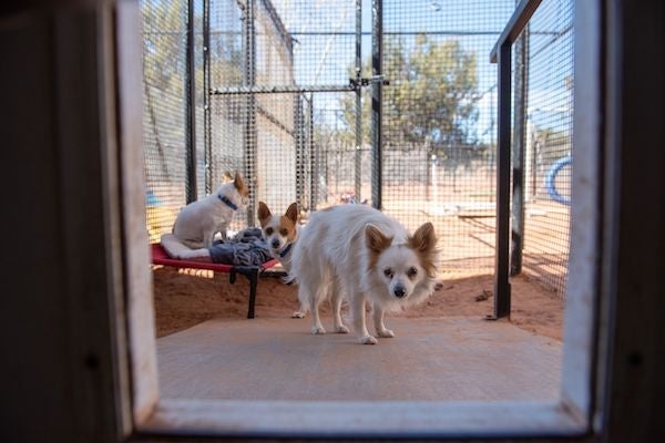 three small dogs outside in a run