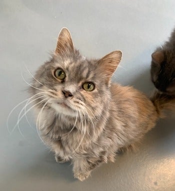 A cat recently adopted from the Humane Society of Barron County