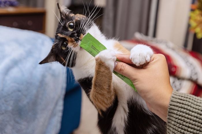 A cat eating a treat from someone's hand