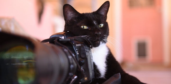 Black and white cat with camera