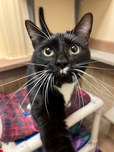 black and white cat moving towards the camera