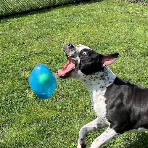 black and white dog chasing a ball