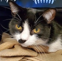 black and white cat