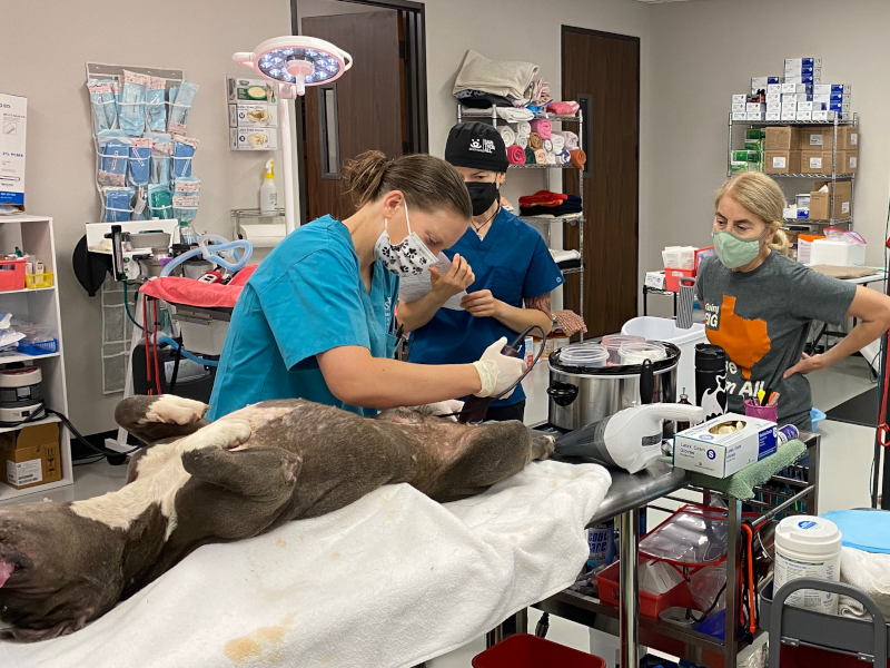 vets training to do spay neuter surgeries