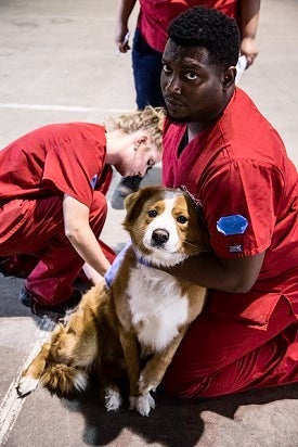Tech holding dog while other gives injection