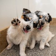 Two puppies looking at the camera
