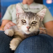 a cat sitting on someone's lap