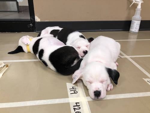 three black and white puppies napping in a pile