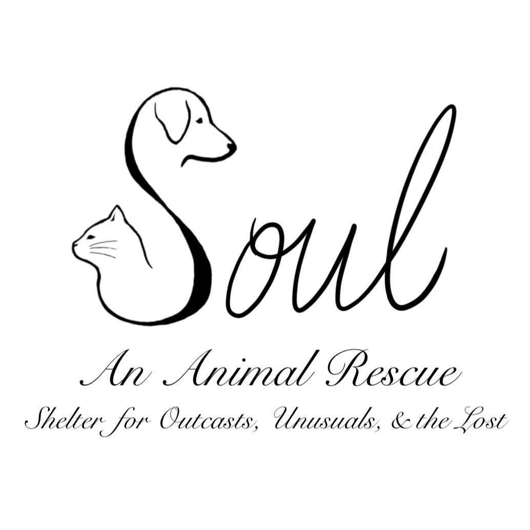 Shelter for Outcasts, Unusuals, and the Lost An Animal Rescue (Soul),  Phoenix, Arizona