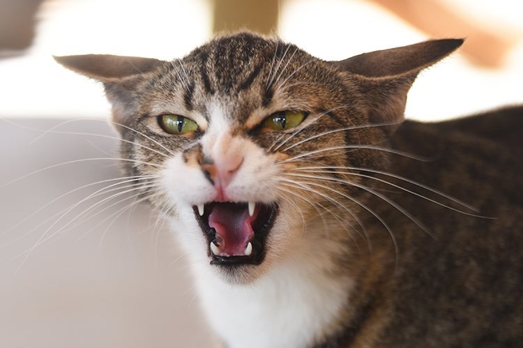 All About Cat Hissing