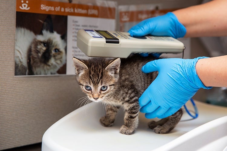 Person using a microchip scanner on a kitten