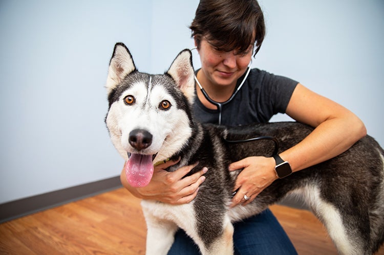 Veterinary person with a stethoscope and a husky dog