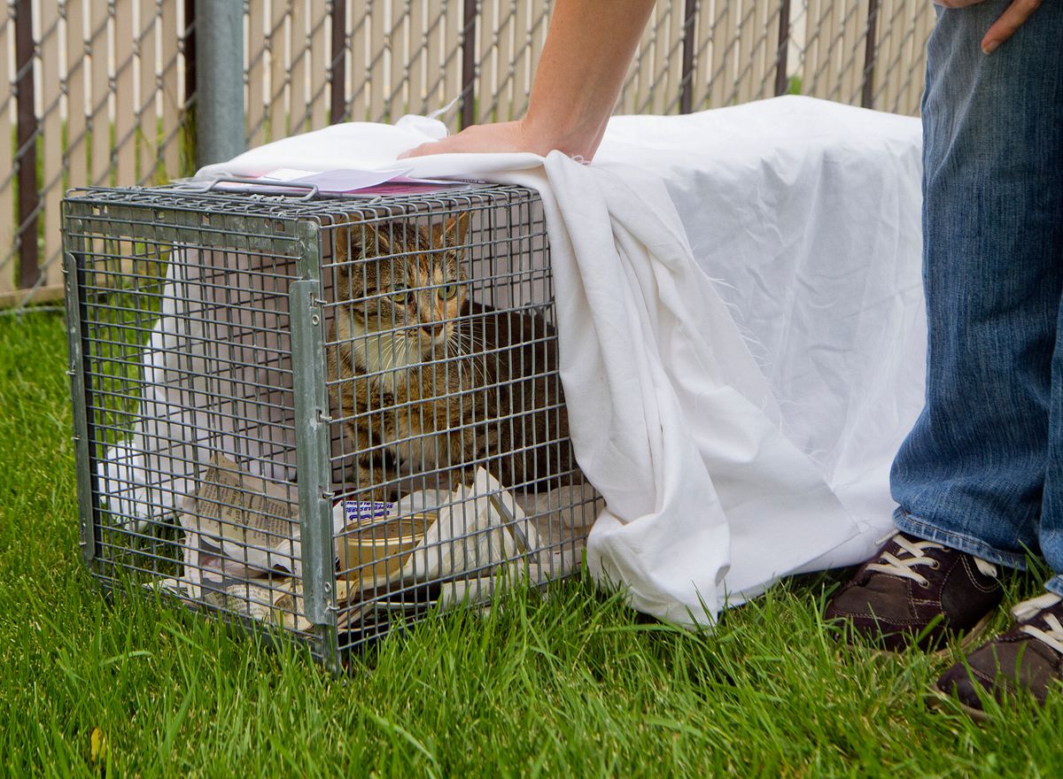 The Road to TNR: Examining Trap-Neuter-Return Through the Lens of Our Evolving Ethics