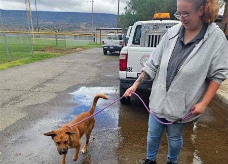 Best Friends Responds to Flooding in New Mexico and Navajo Nation